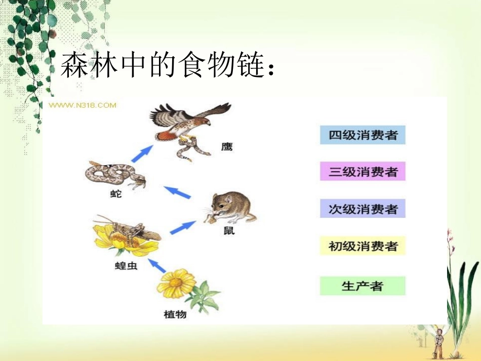 《池塘生物的相互联系》池塘群落PPT课件[鄂教版五年级科学]_第3页