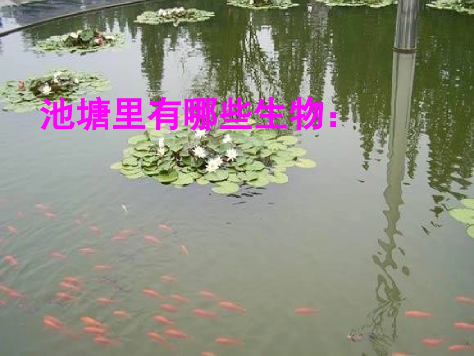 《池塘生物的相互联系》池塘群落PPT课件[鄂教版五年级科学]_第3页