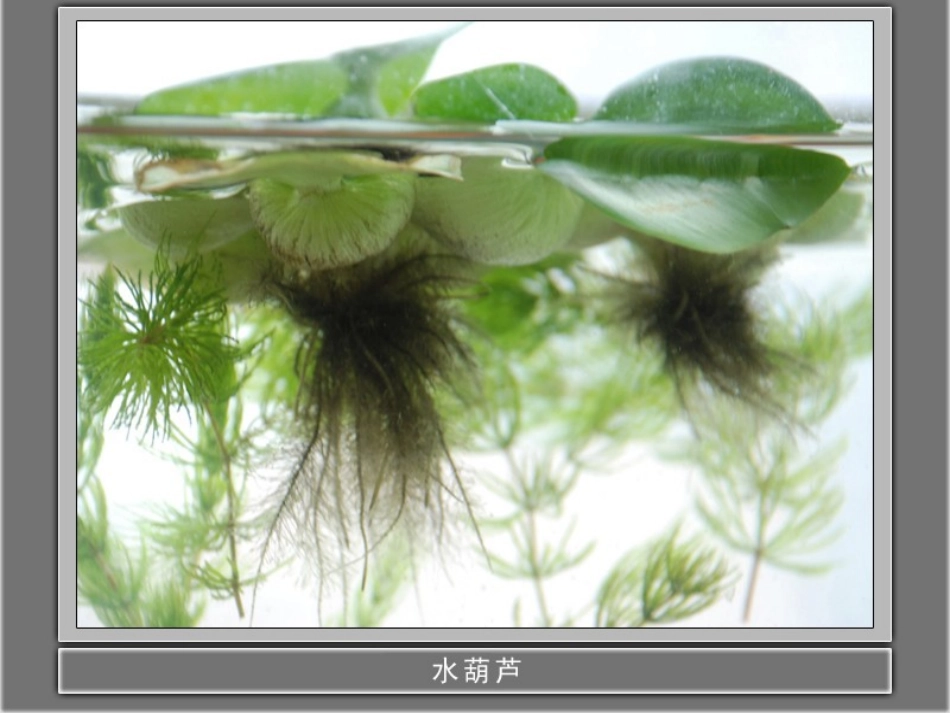 《做个小生态瓶》池塘群落PPT课件[鄂教版五年级科学上册]_第3页