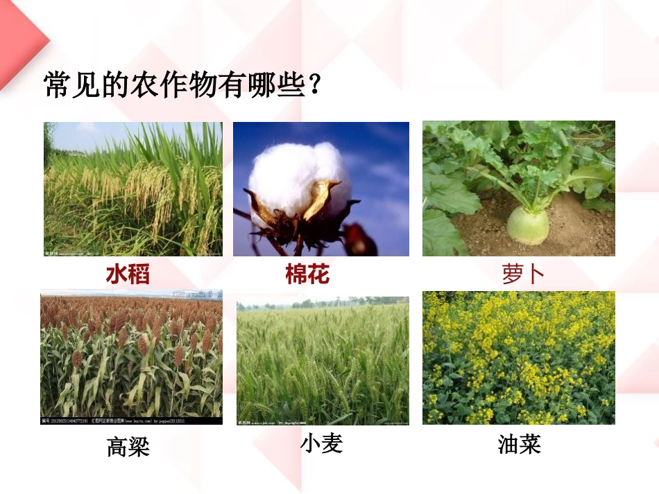 《常见的农作物》农田PPT课件[鄂教版五年级科学上册]_第2页