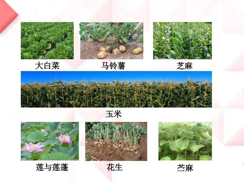 《常见的农作物》农田PPT课件[鄂教版五年级科学上册]_第3页
