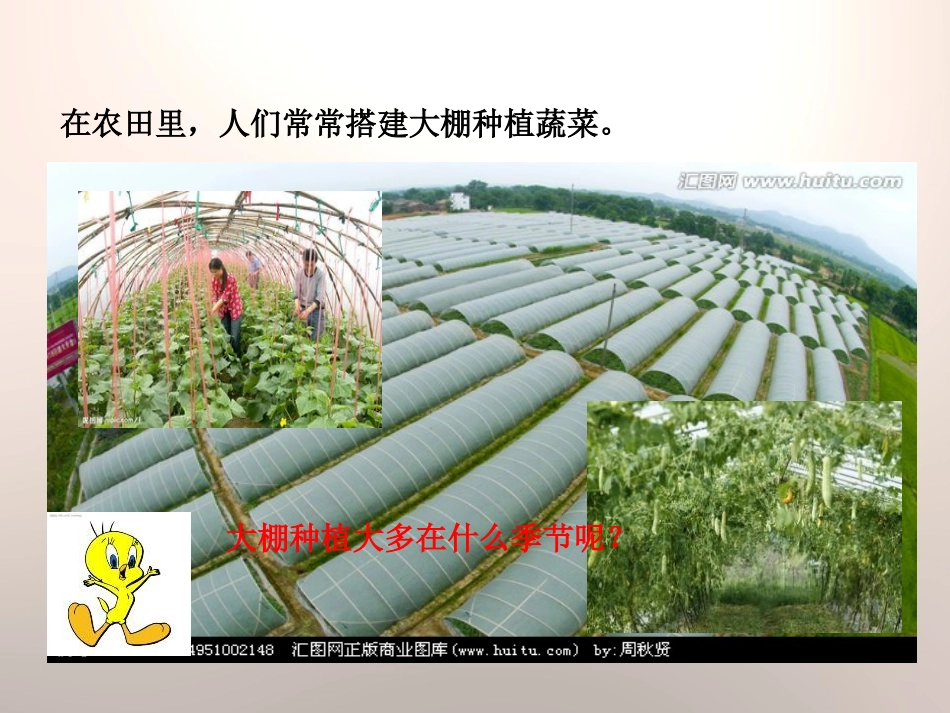 《大棚蔬菜》农田PPT课件[鄂教版五年级科学上册]_第2页