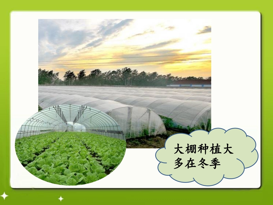 《大棚蔬菜》农田PPT课件[鄂教版五年级科学上册]_第2页