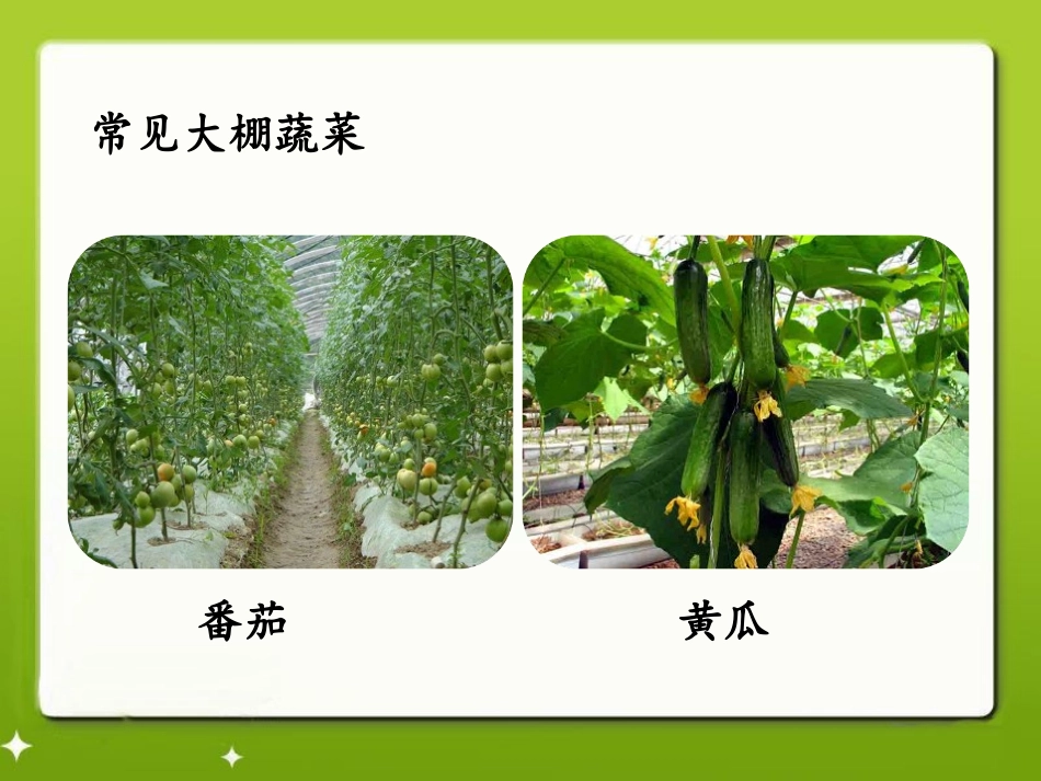 《大棚蔬菜》农田PPT课件[鄂教版五年级科学上册]_第3页