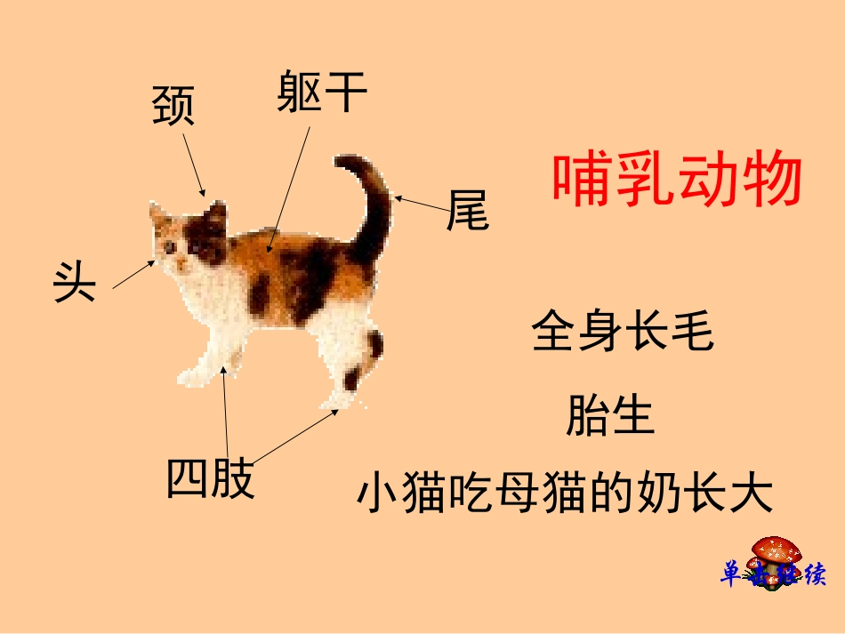 《形形色色的动物》PPT课件[鄂教版五年级科学下册]_第2页