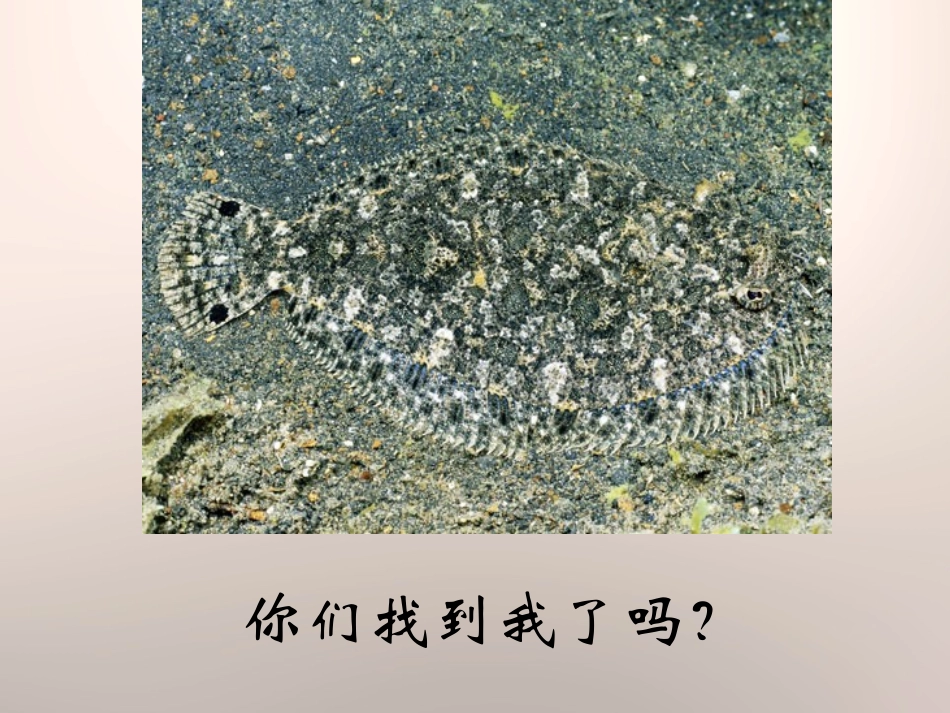 《动物的防御》PPT课件[鄂教版五年级科学下册]_第3页