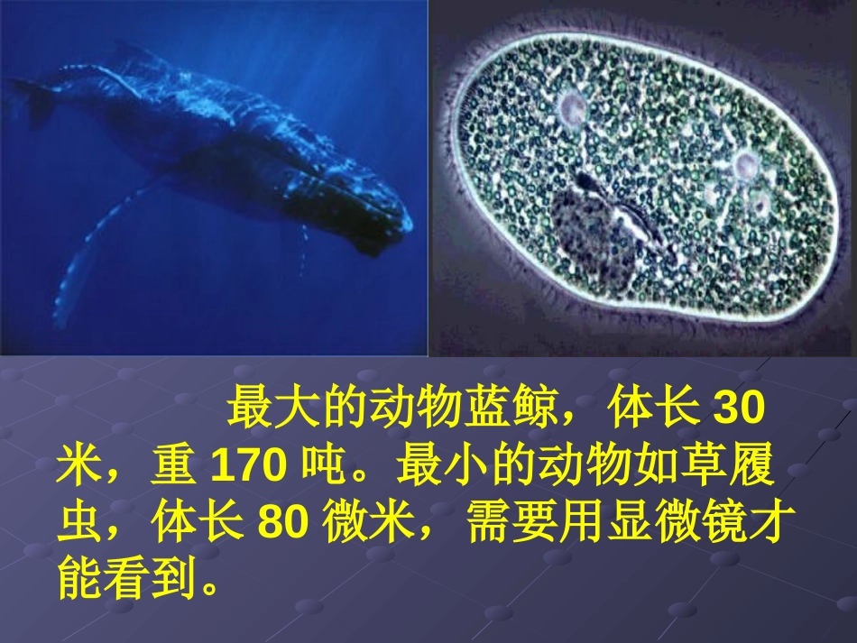 《多彩的生命》PPT课件[鄂教版五年级科学下册]_第3页