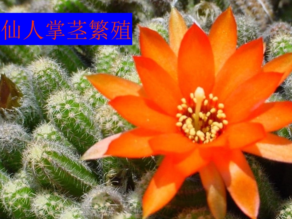 《茎繁殖》PPT课件[鄂教版五年级科学下册]_第2页