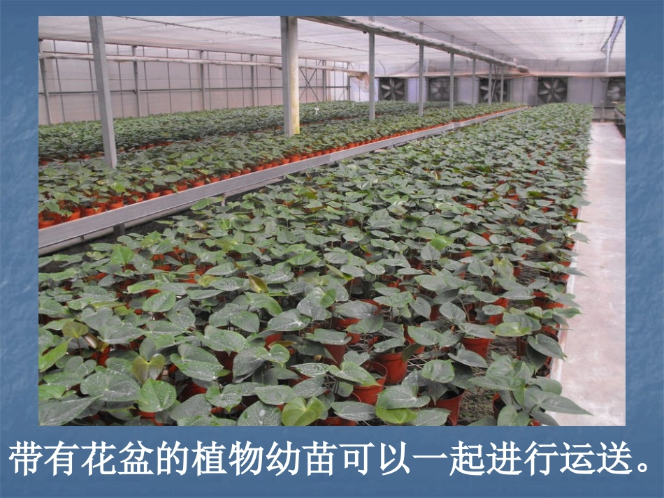 《移载植物苗》PPT课件[鄂教版五年级科学下册]_第3页