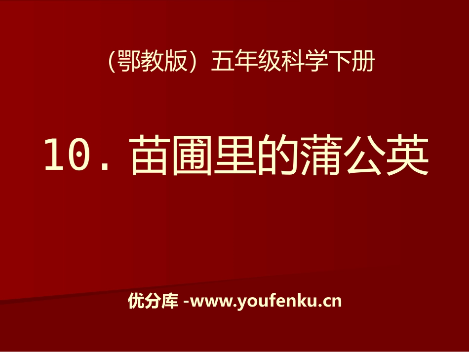 《苗圃里的蒲公英》PPT课件[鄂教版五年级科学下册]_第1页