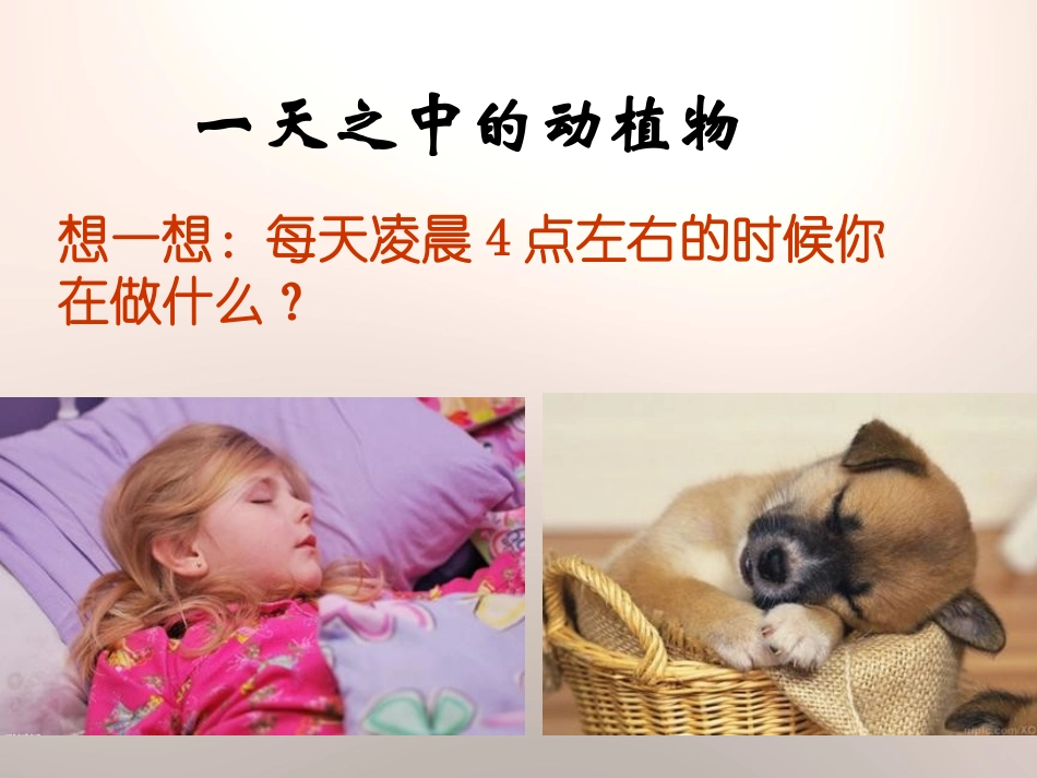 《一天中的动植物》地球上的一天PPT课件[鄂教版六年级科学]_第2页