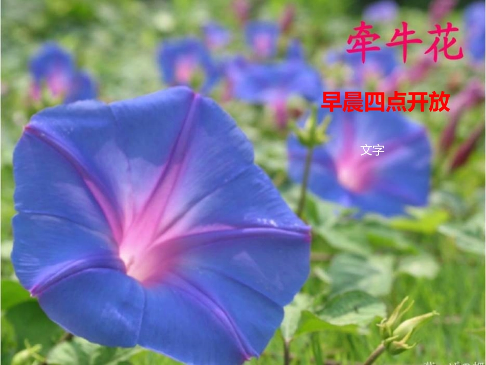 《一天中的动植物》地球上的一天PPT课件[鄂教版六年级科学]_第3页