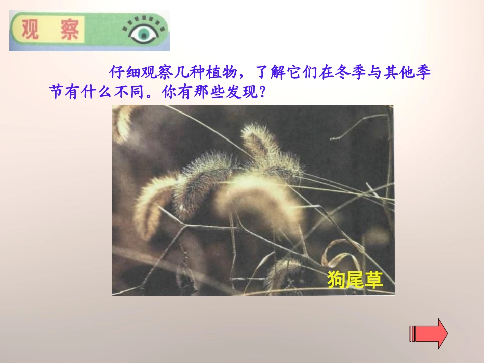 《动植物是怎样过冬的》四季中的变化PPT课件[鄂教版六年级科学]_第2页