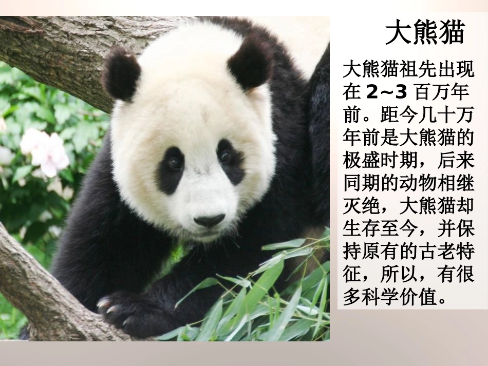 《探索动物的发展史》PPT课件[鄂教版六年级科学下册]_第3页