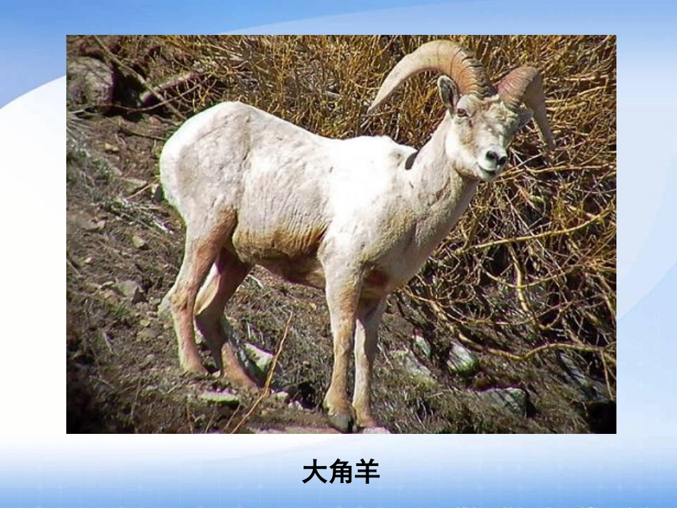 《谁能生存下来》PPT课件[鄂教版六年级科学下册]_第2页