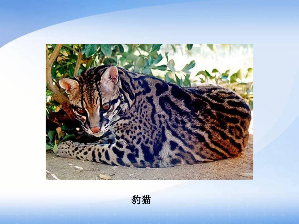 《谁能生存下来》PPT课件[鄂教版六年级科学下册]_第3页