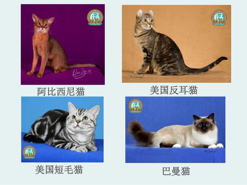 《身边的动物》和动物交朋友PPT课件[人教版三年级科学上册]_第2页