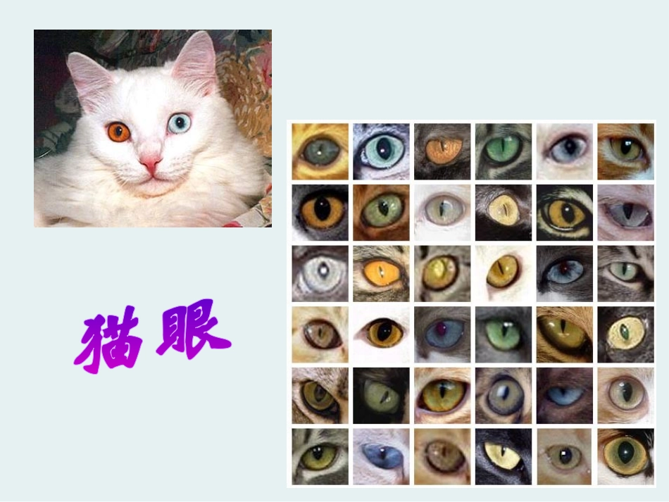 《身边的动物》和动物交朋友PPT课件[人教版三年级科学上册]_第3页