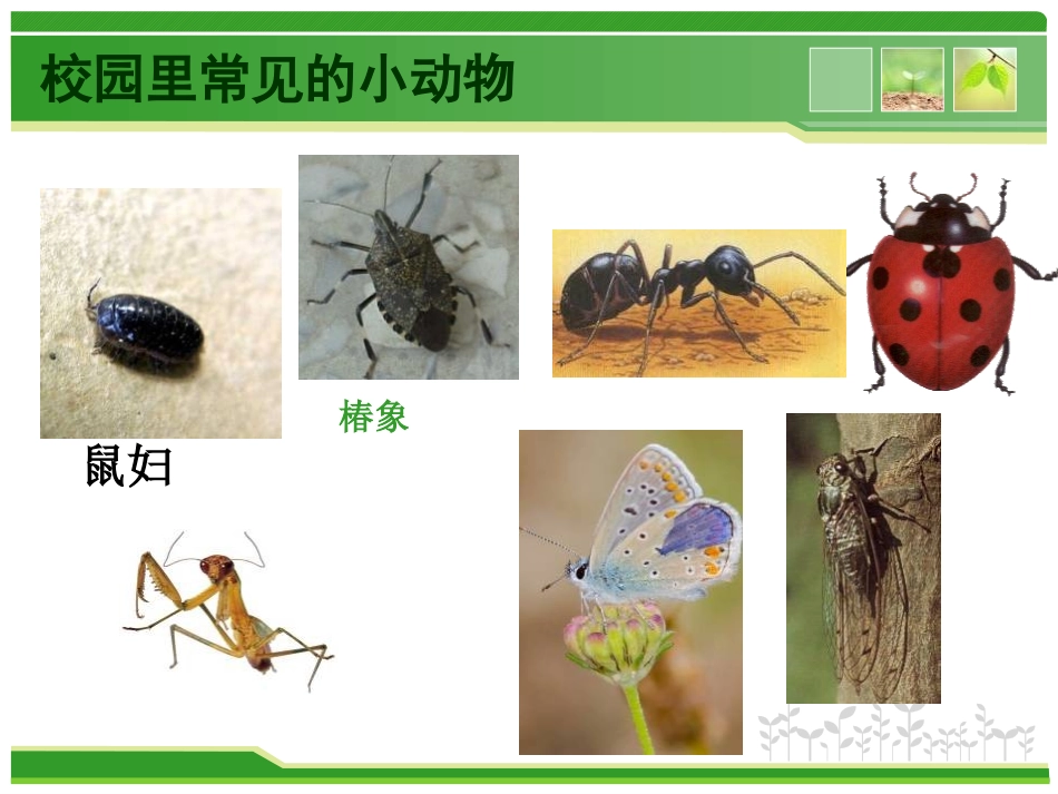 《校园里的动物》和动物交朋友PPT课件[人教版三年级科学]_第2页