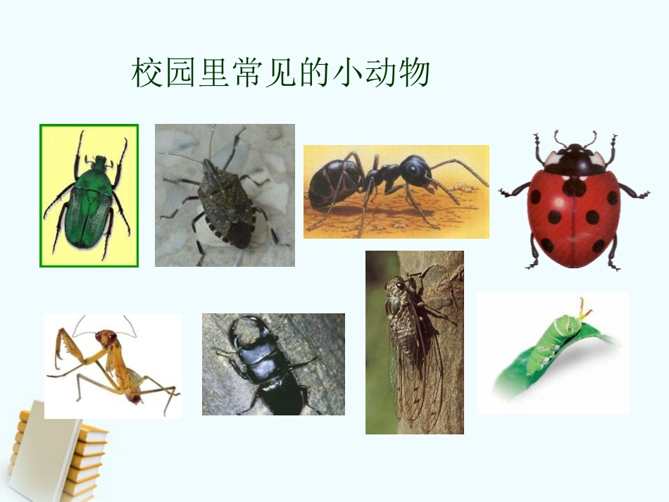《校园里的动物》和动物交朋友PPT课件[人教版三年级科学]_第2页