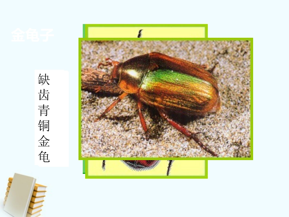 《校园里的动物》和动物交朋友PPT课件[人教版三年级科学]_第3页
