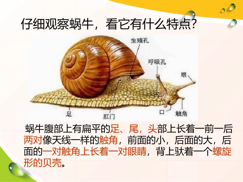 《校园里的动物》和动物交朋友PPT课件[人教版三年级科学]_第1页