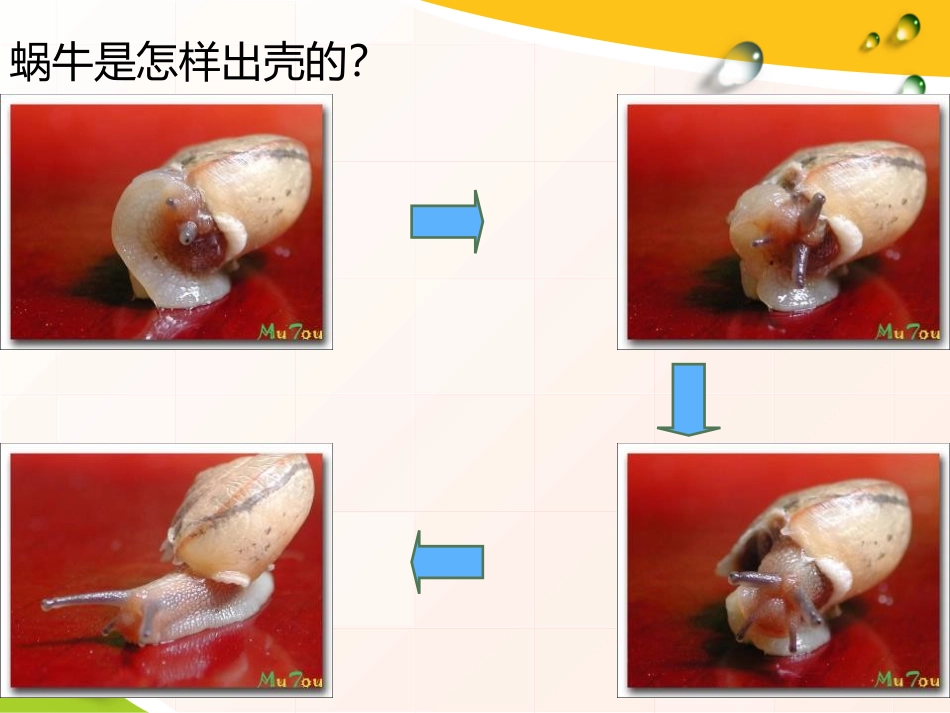 《校园里的动物》和动物交朋友PPT课件[人教版三年级科学]_第2页