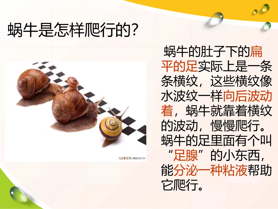 《校园里的动物》和动物交朋友PPT课件[人教版三年级科学]_第3页