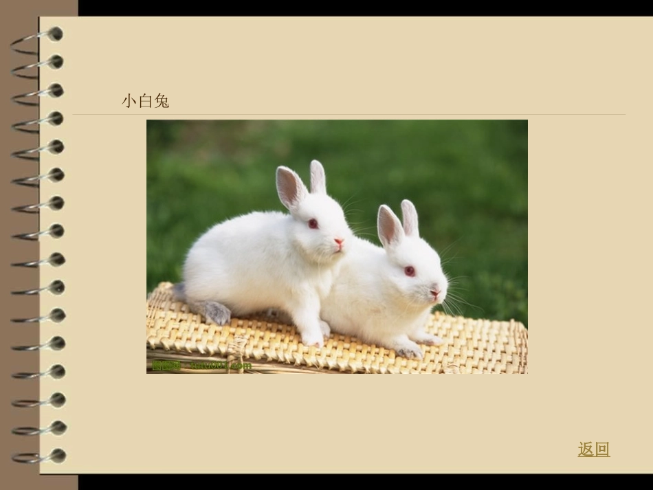 《动物的家》和动物交朋友PPT课件[人教版三年级科学上册]_第3页