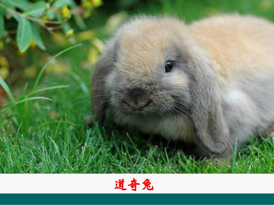 《动物的食物》动物的生活PPT课件[人教版三年级科学上册]_第3页