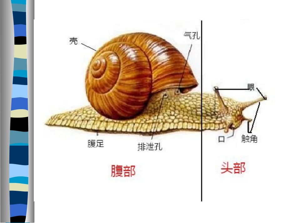 《我们和动物有哪些相同和不同》动物的生活PPT课件_第3页