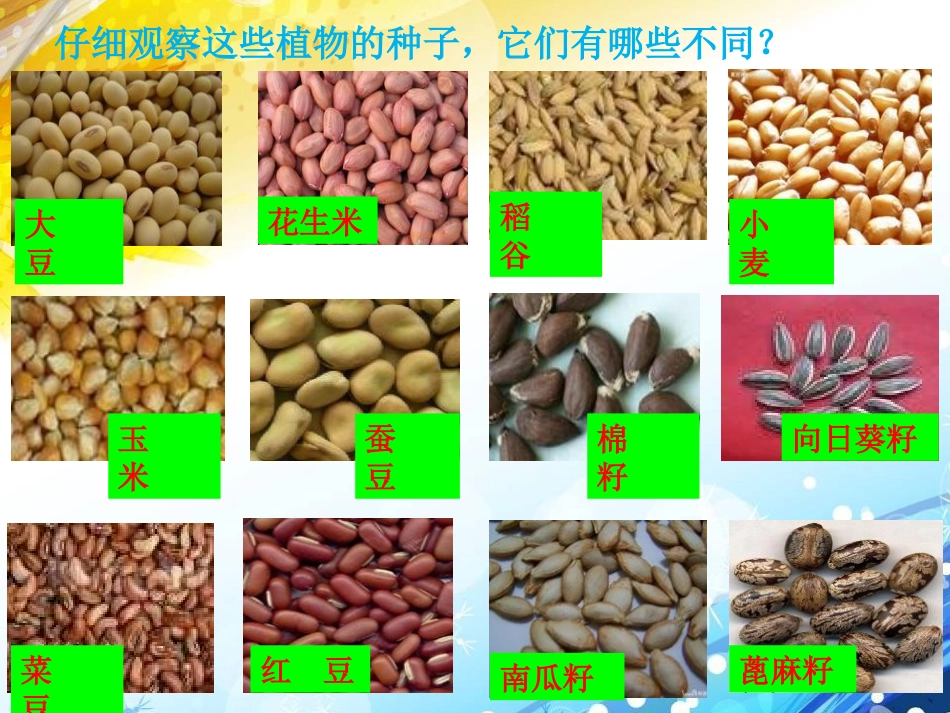 《植物的种子》植物的生长PPT课件[人教版三年级科学下册]_第2页