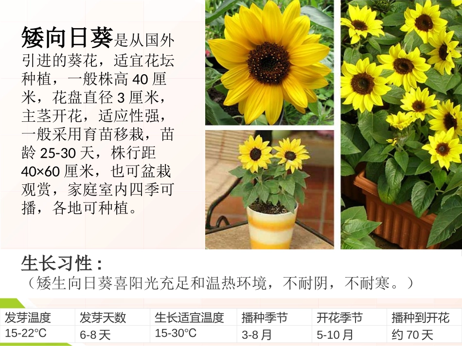《栽种植物》植物的生长PPT课件[人教版三年级科学下册]_第2页