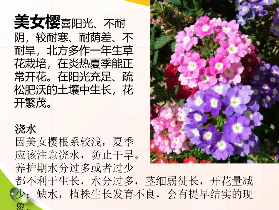 《栽种植物》植物的生长PPT课件[人教版三年级科学下册]_第3页