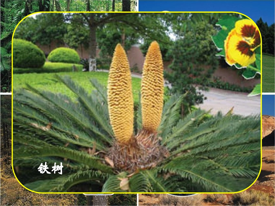 《植物的身体》植物的生长PPT课件[人教版三年级科学下册]_第3页