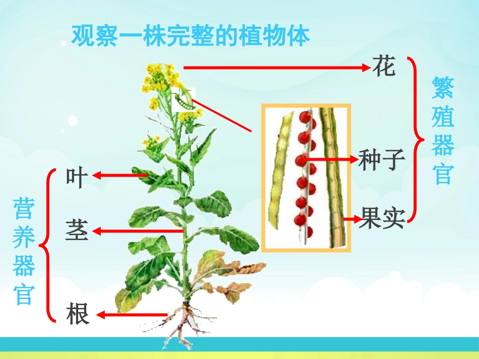 《植物的身体》植物的生长PPT课件[人教版三年级科学下册]_第3页