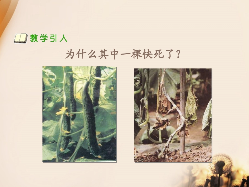 《是什么在影响植物生长》植物的生长PPT课件[人教版三年级科学]_第2页