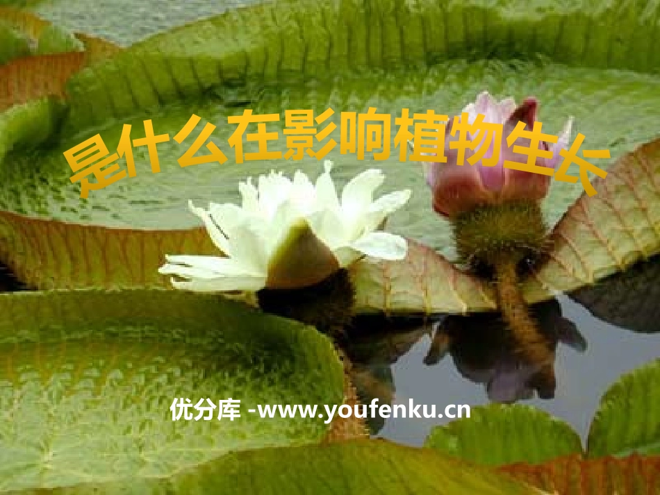 《是什么在影响植物生长》植物的生长PPT课件[人教版三年级科学]_第1页
