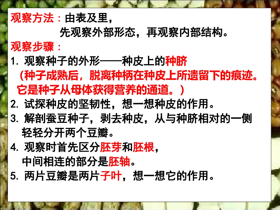《是什么在影响植物生长》植物的生长PPT课件[人教版三年级科学]_第3页