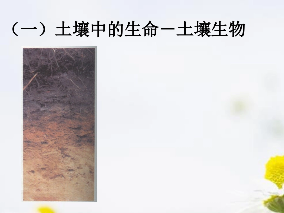 《土壤里有什么》植物生活的土地PPT课件[人教版三年级科学]_第2页