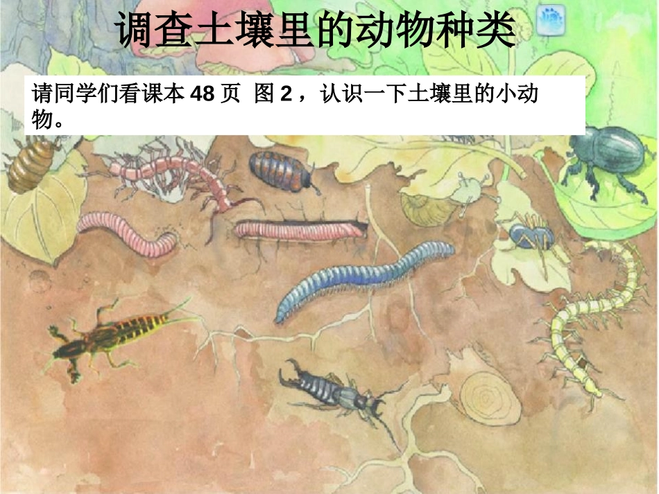 《土壤中的动物》植物生活的土地PPT课件[人教版三年级科学]_第2页