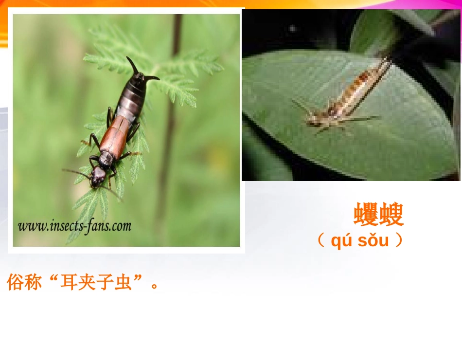 《土壤中的动物》植物生活的土地PPT课件[人教版三年级科学]_第3页