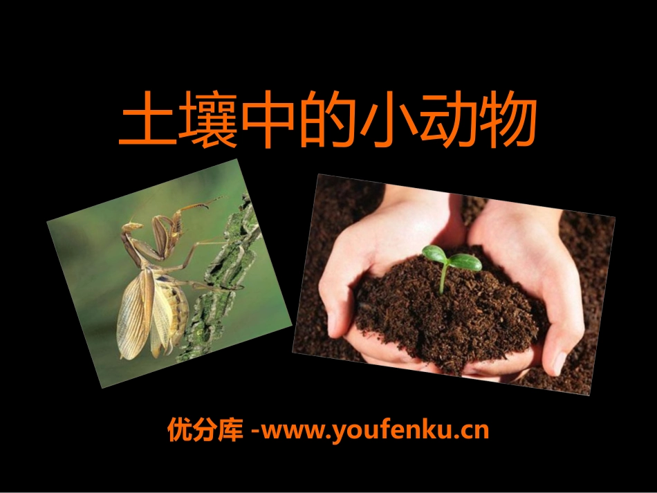 《土壤中的动物》植物生活的土地PPT课件[人教版三年级科学]_第1页