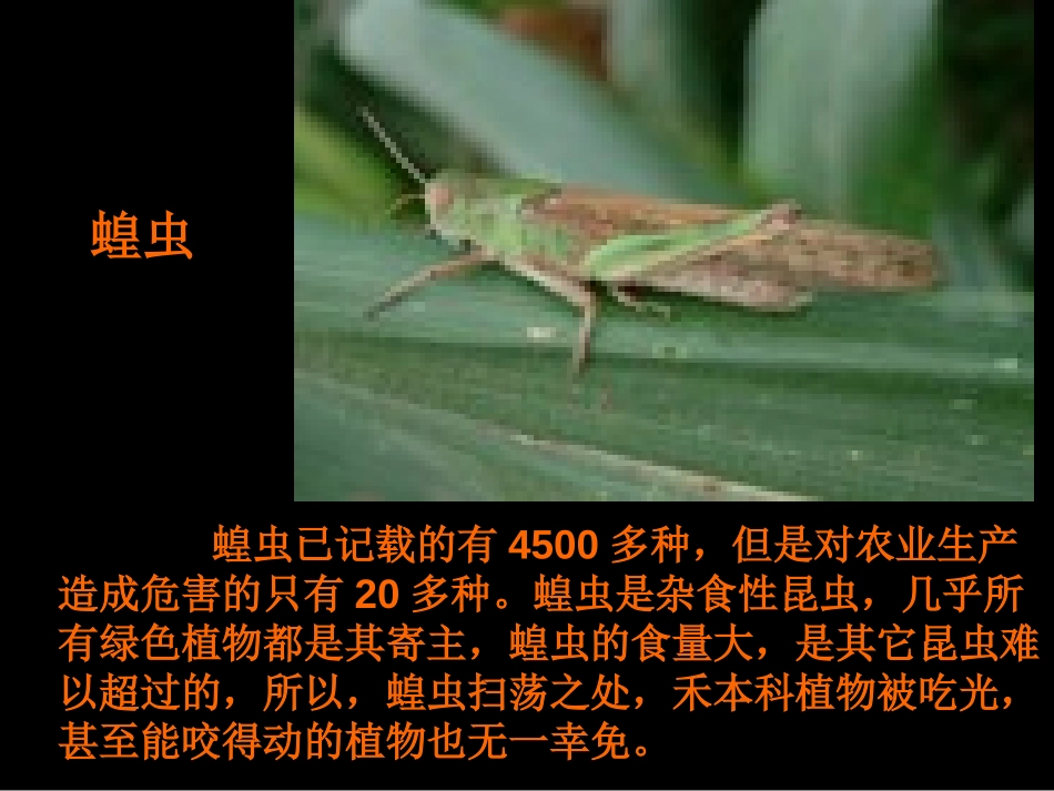 《土壤中的动物》植物生活的土地PPT课件[人教版三年级科学]_第2页