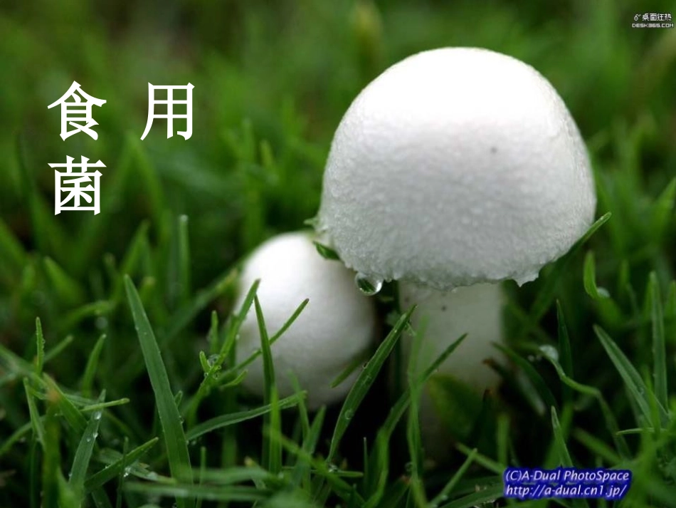 《各种各样的蘑菇》认识更多的生物PPT课件[人教版四年级科学]_第2页