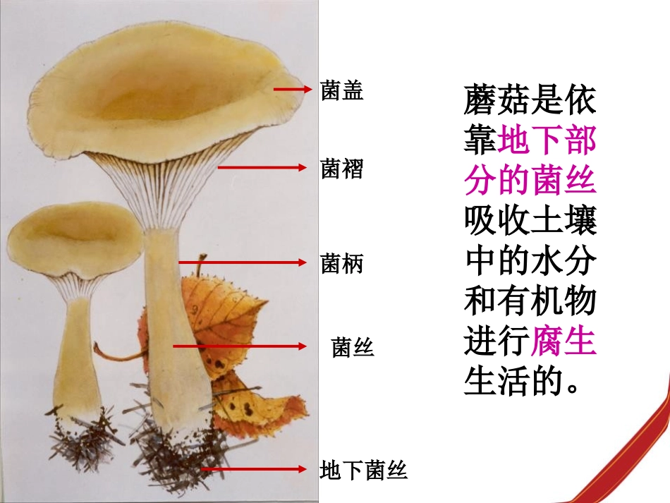 《各种各样的蘑菇》认识更多的生物PPT课件[人教版四年级科学]_第3页