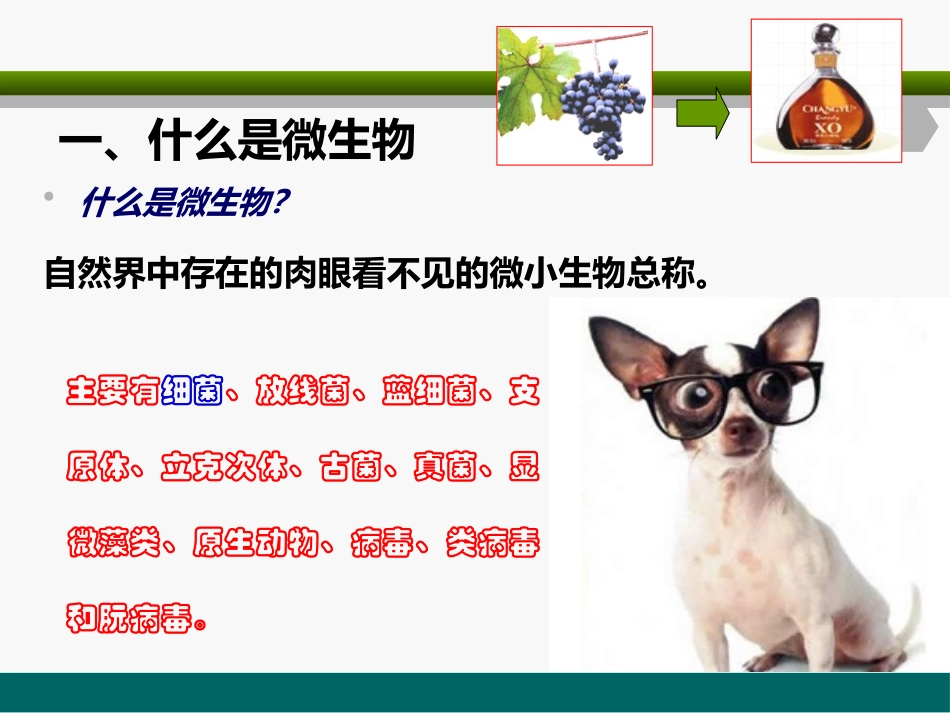 《肉眼看不见的生物》认识更多的生物PPT课件[人教版四年级科学]_第3页