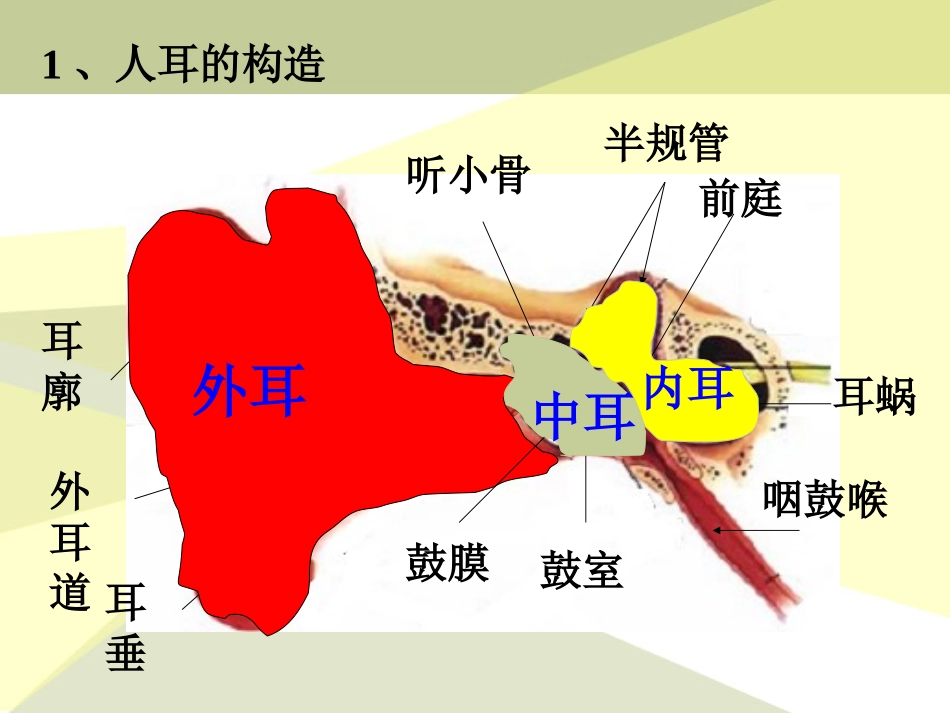 《我们怎样听到声音》各种各样的声音PPT课件[人教版四年级科学]_第2页