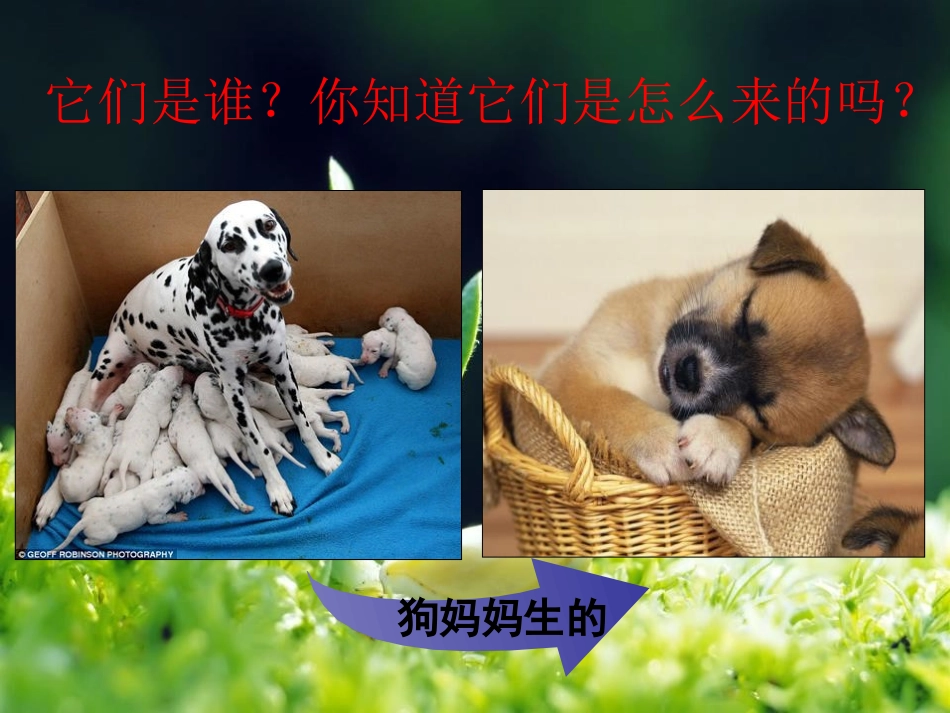 《植物的生长变化》生长与变化PPT课件[人教版五年级科学]_第2页