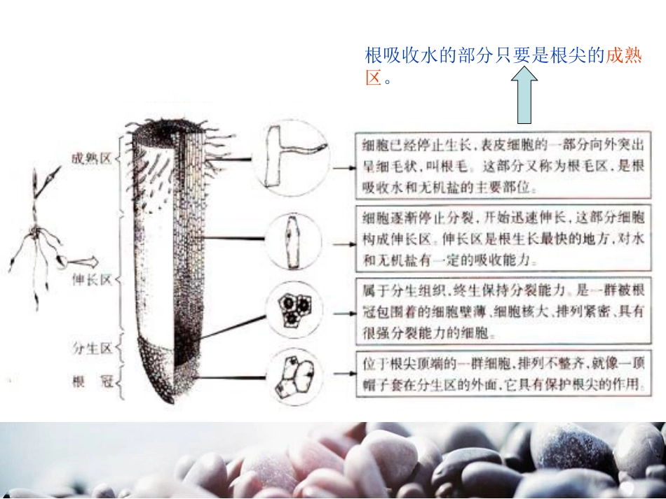 《植物怎样吸收和运输水》植物的生命系统PPT课件_第2页
